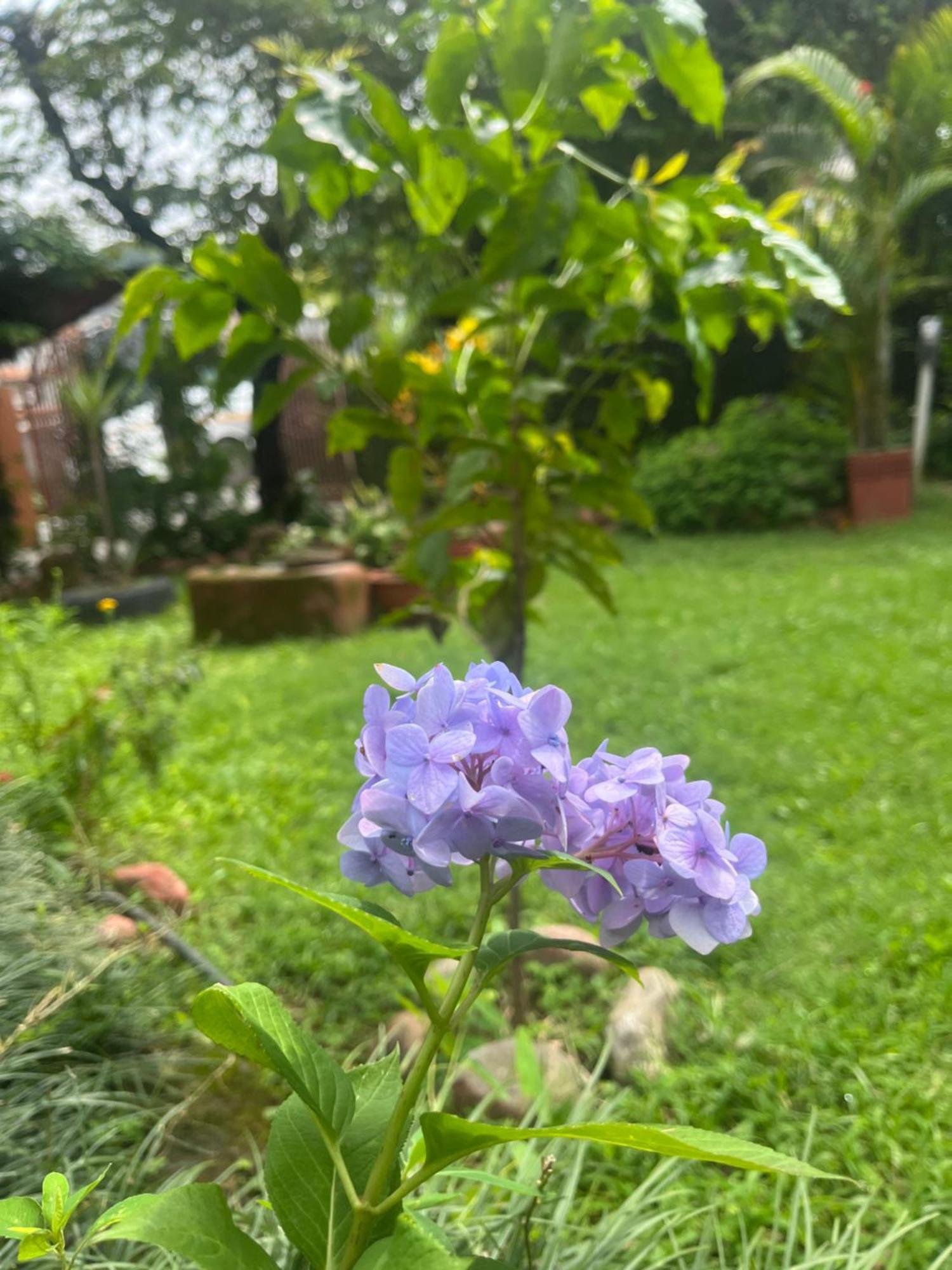 Cherry Garden Ποκάρα Εξωτερικό φωτογραφία